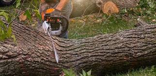 Foley, MN Tree Removal Company