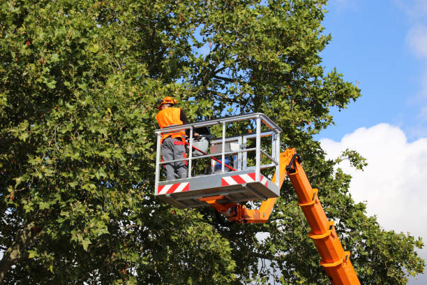 Best Hazardous Tree Removal  in Foley, MN