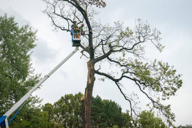 Best Seasonal Cleanup (Spring/Fall)  in Foley, MN