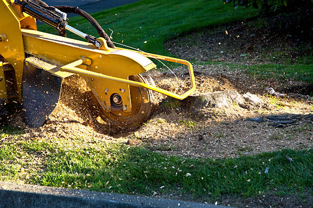 Best Tree Removal  in Foley, MN