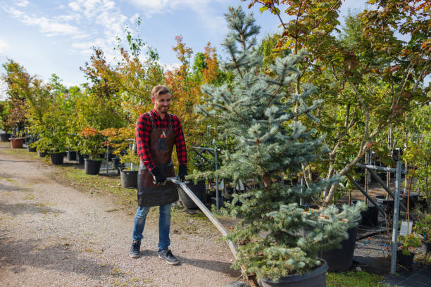 Best Storm Damage Tree Cleanup  in Foley, MN