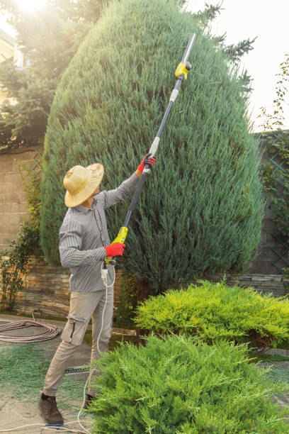Foley, MN Tree Removal Company