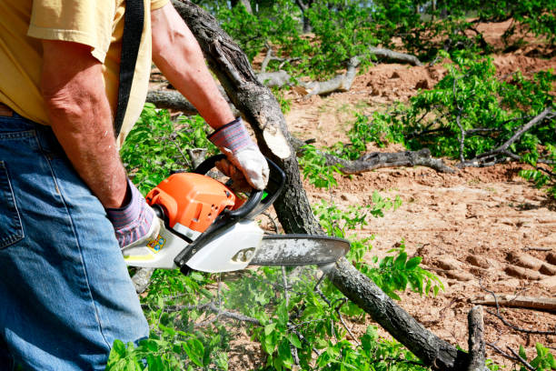 Best Tree Maintenance Programs  in Foley, MN