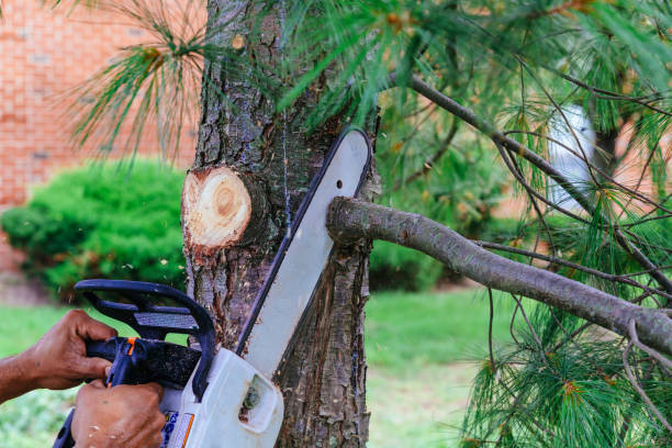 Best Leaf Removal  in Foley, MN